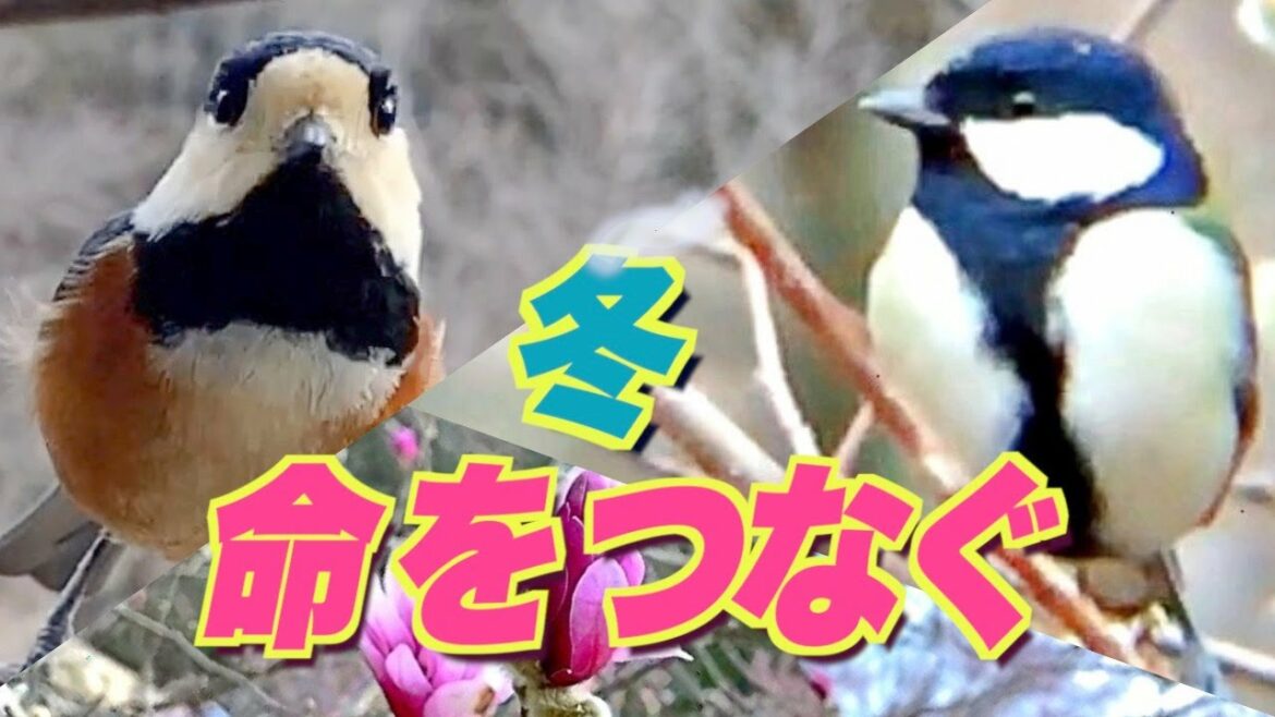 ヤマガラとシジュウカラ〜冬、命をつなぐ友情