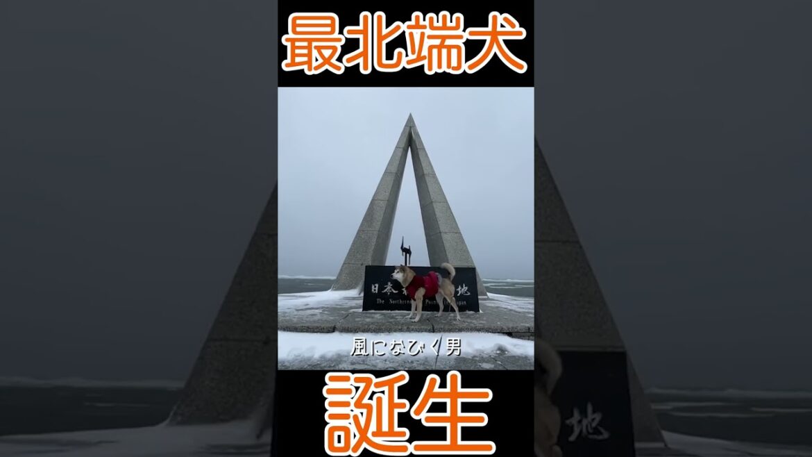 【突風の宗谷岬】愛犬の反応は？！