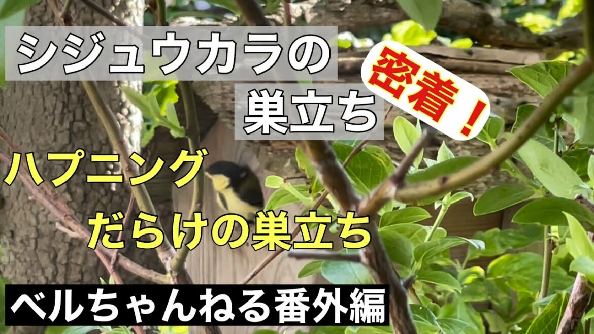 【密着！シジュウカラの巣立ち】　　　　　　家の巣箱からシジュウカラが巣立つまでを追ってみました。ハプニングありの巣立ち…無事に全員巣立てるか？！