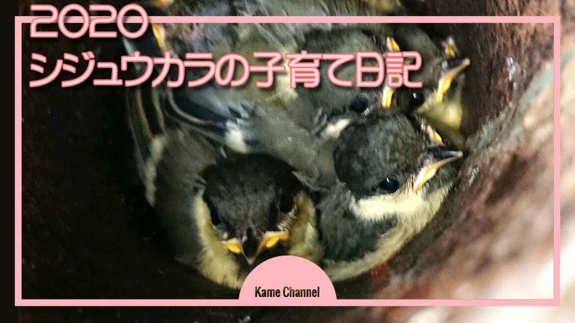 シジュウカラの子育て日記 ～営巣から巣立ち～