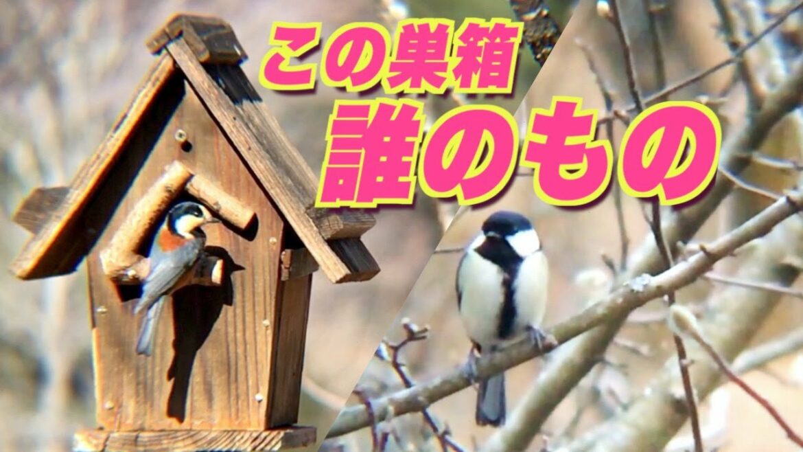 庭の巣箱は誰のもの？ヤマガラ・シジュウカラ・なぜかジョウビタキまでも