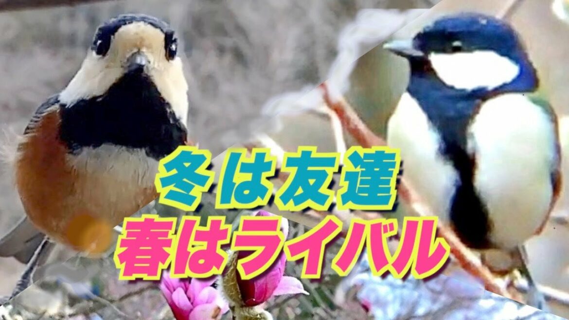 しっかり者のシジュウカラ、ヤマガラのへそくりで冬を乗りきる