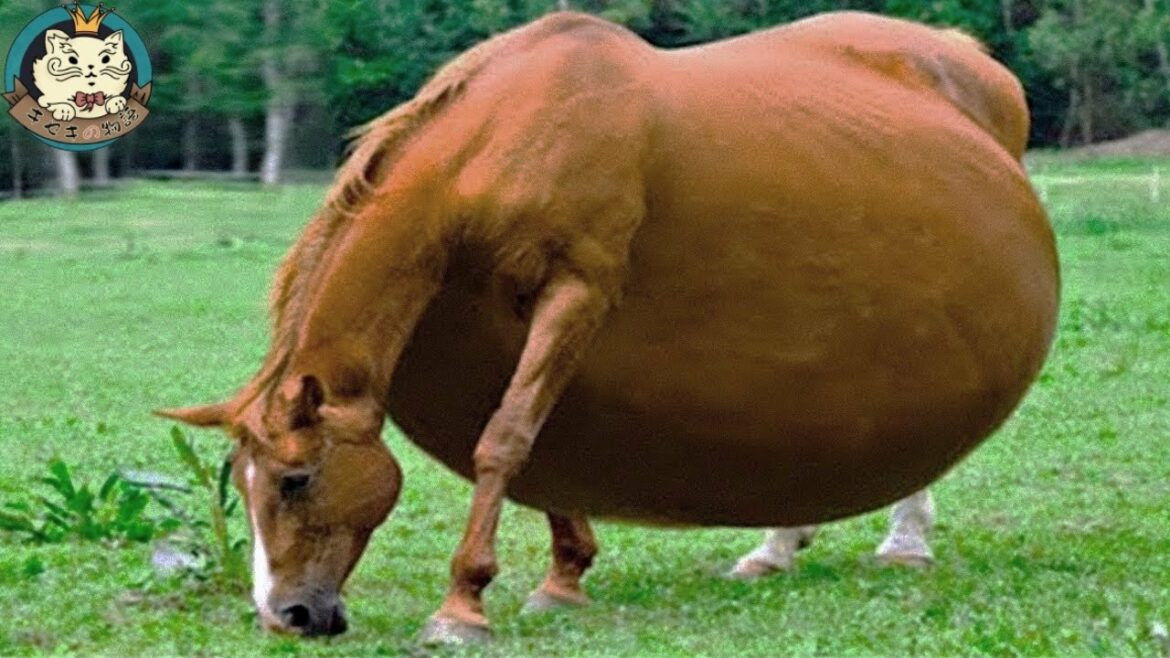 妊娠して奇妙な生物を出産した雌馬。飼い主が近づいてみるとすぐに警察に通報した