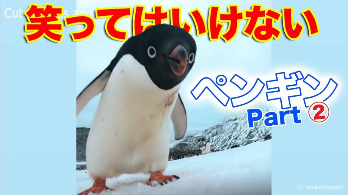 【Part②】ペンギンの大爆笑面白動画に笑ってはいけない 。