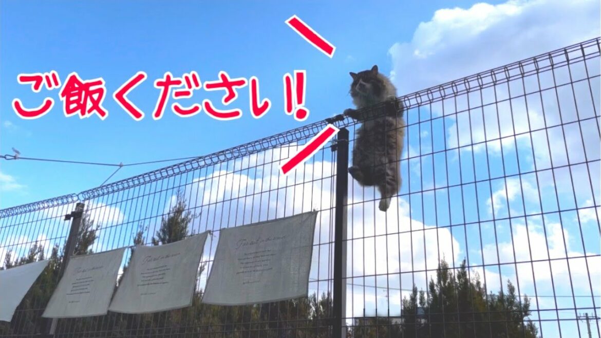 タヌキみたいな可愛い野良猫… 今日も高いフェンスを登りやって来る！