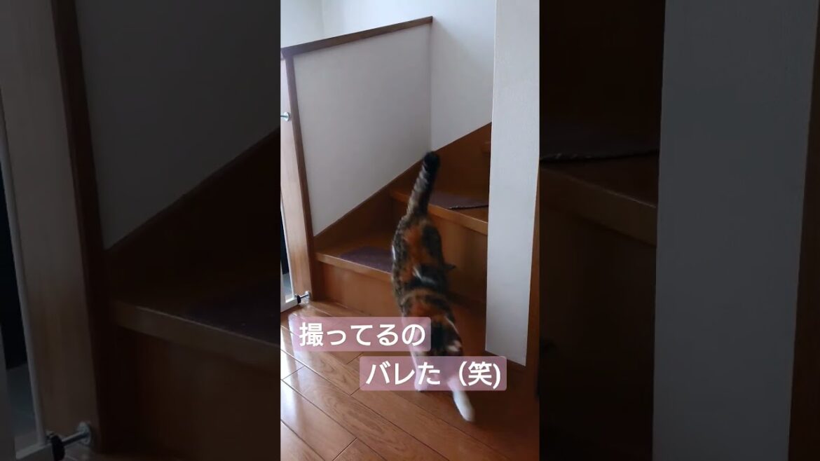 家政婦のミタゾノ？#shorts