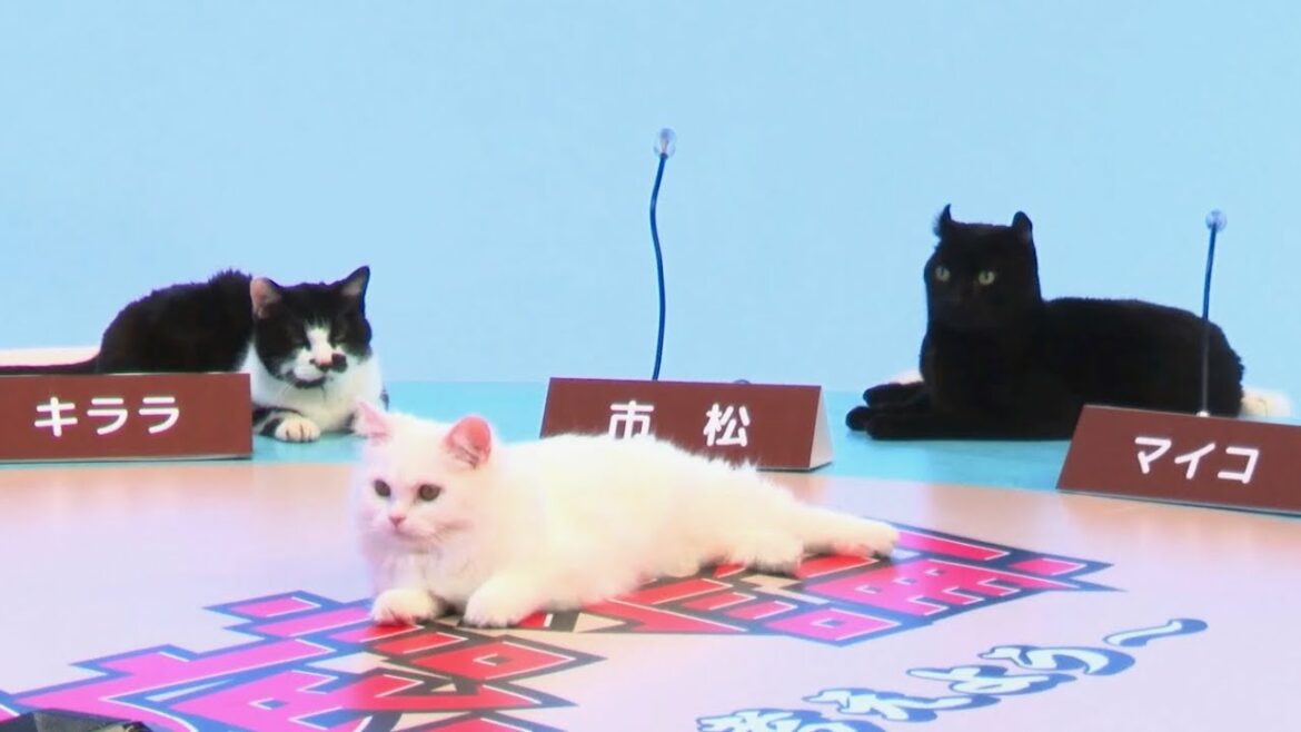 攻めたCMでおなじみイエローハットがついに「猫による討論番組」を制作!?/Web動画メイキング+CM+『猫の交通安全に対する本音』動画 攻めたCMでおなじみイエローハットがついに「猫による討論番組」を制作!?/Web動画メイキング+CM+『猫の交通安全に対する本音』動画