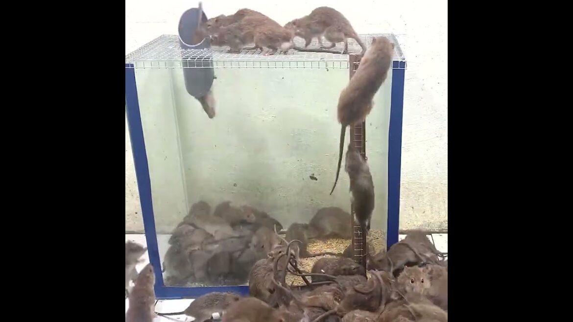 ネズミのグループ全体がこのトラップに互いに付いてきました