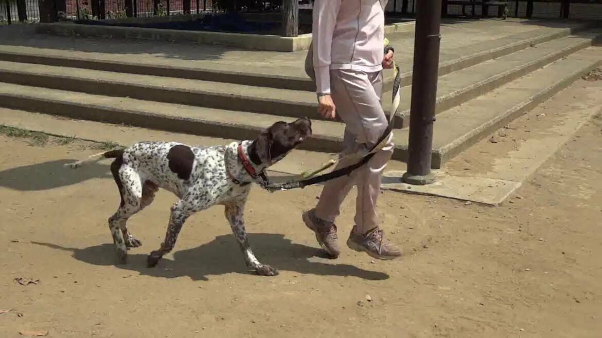 GUNDOG RESCUE CACI　ポインター　オクトー