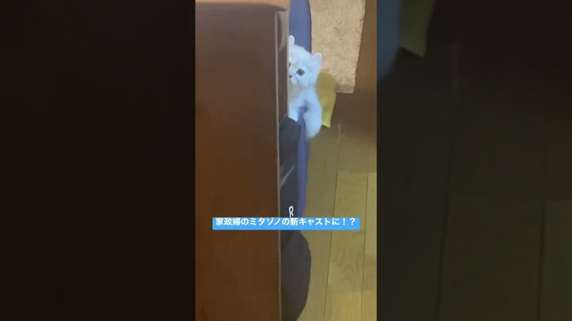 【爆笑】家政婦のミタゾノの新メンバーにこももちゃんが？ww #short