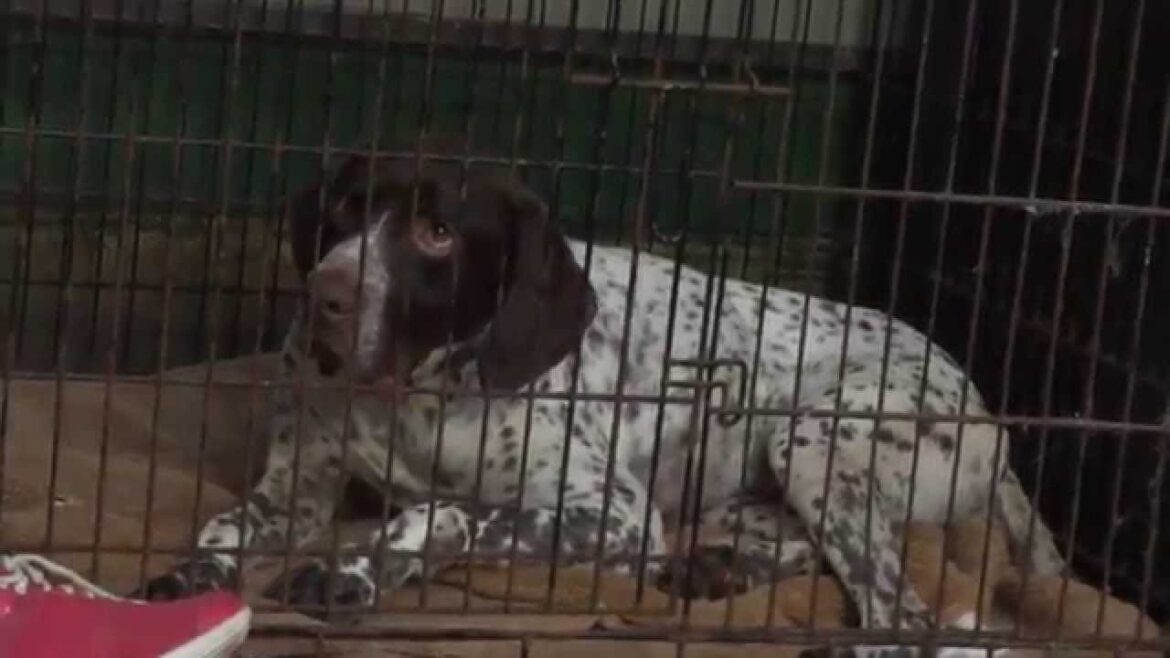 GUNDOG RESCUE CACI　ポインター　オクトー