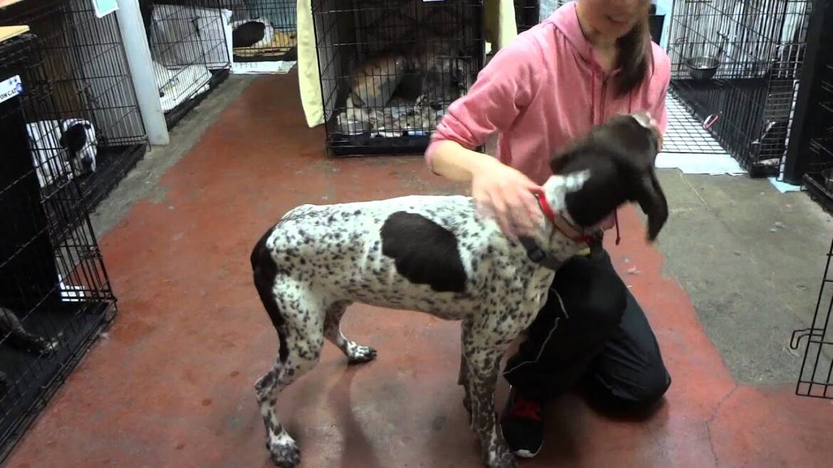 GUNDOG RESCUE CACI  ポインター　オクトー