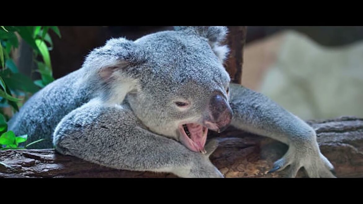 超かわいい！でも決して触れてはいけない動物たち