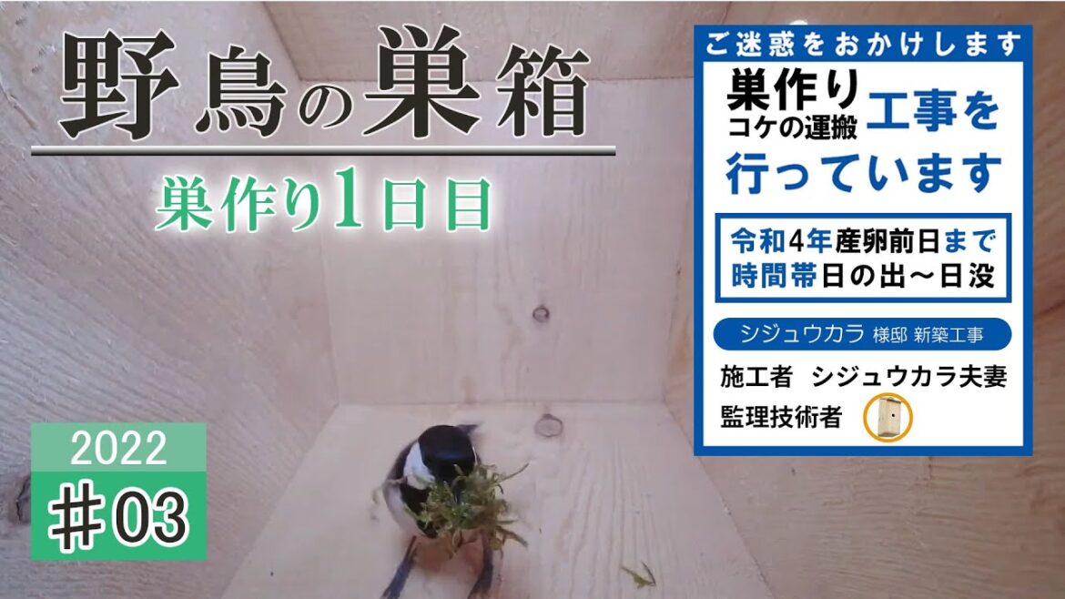 #03 【巣作り開始】 シジュウカラが巣材のコケを搬入する様子！巣作り1日目！ Bird Nest Box Camera 野鳥の巣箱 2022/04/14