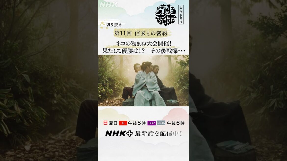 甲斐の“虎”は猫？武田信玄だニャーオ！| 大河ドラマ「どうする家康」| NHK | #shorts