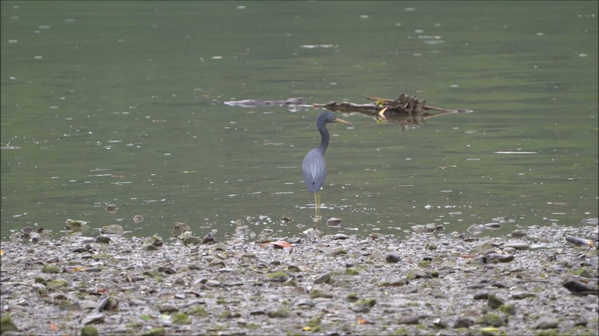 採餌中のクロサギ