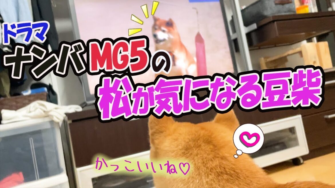 ドラマ『ナンバMG5』の柴犬の松が気になる豆柴