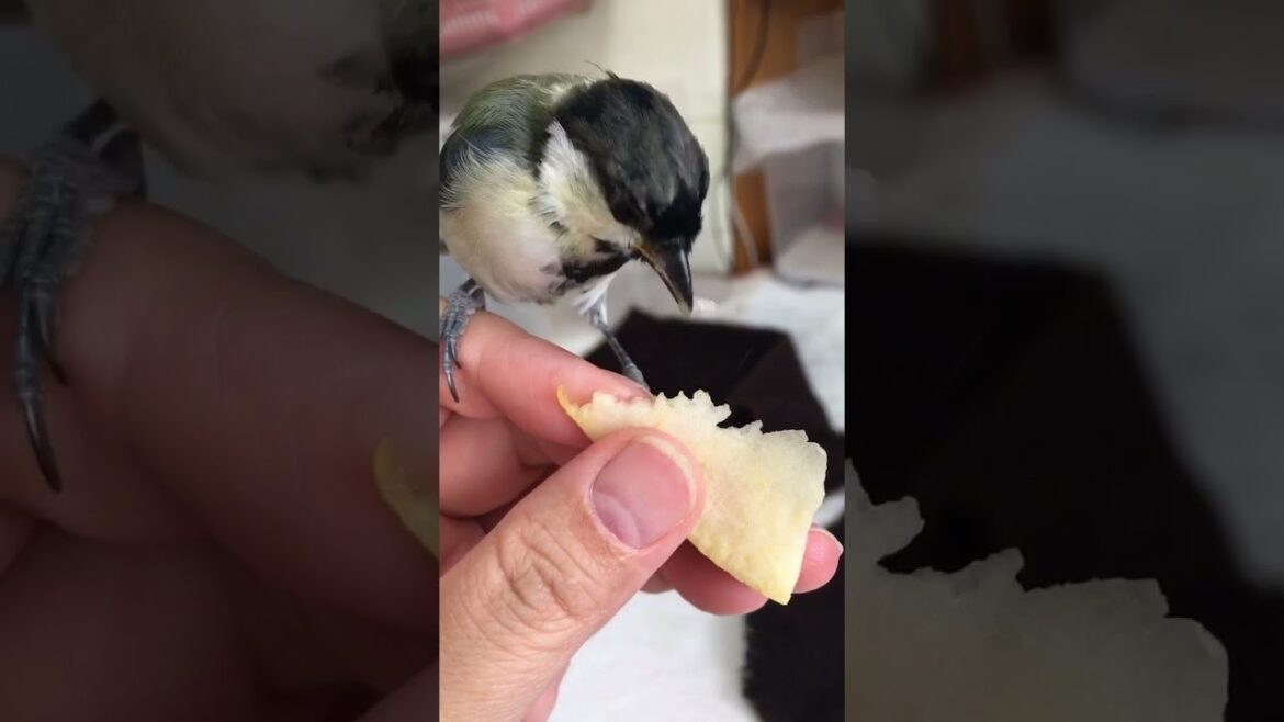 【シジュウカラ】リンゴを食べる【ちいな】