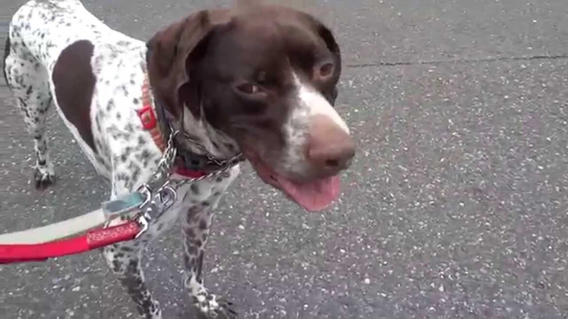 GUNDOG RESCUE CACI　ポインター　オクトー