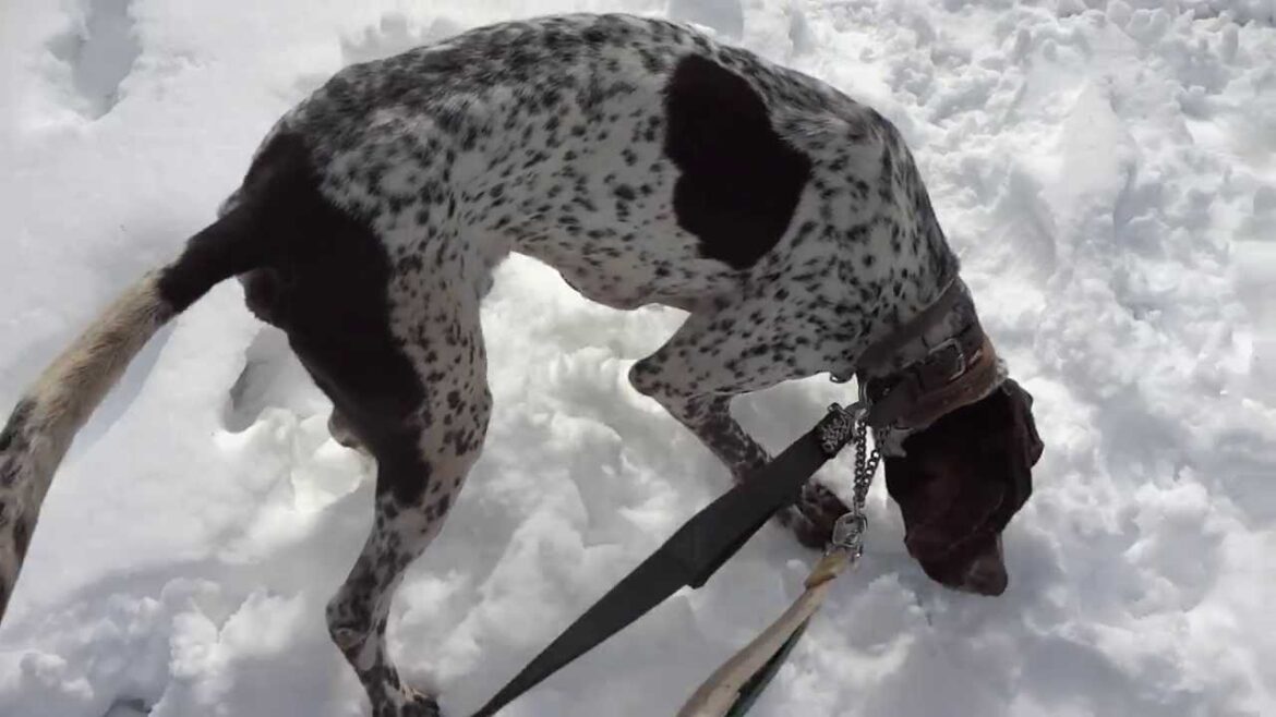 GUNDOG RESCUE CACI　ポインター　オクトー