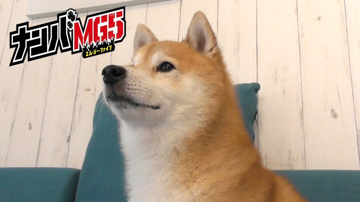【ナンバMG5】難破松こと豆三郎質問コーナー