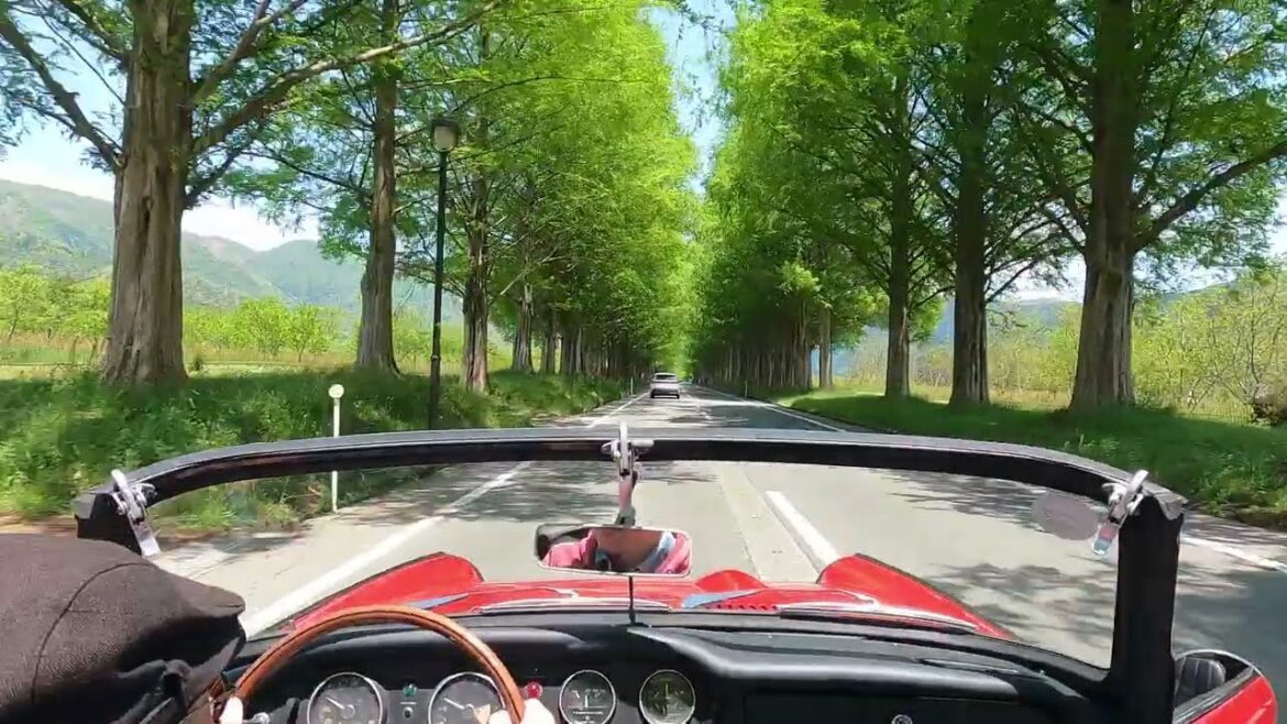 [HONDA S800M]  新緑のメタセコイア並木を走る