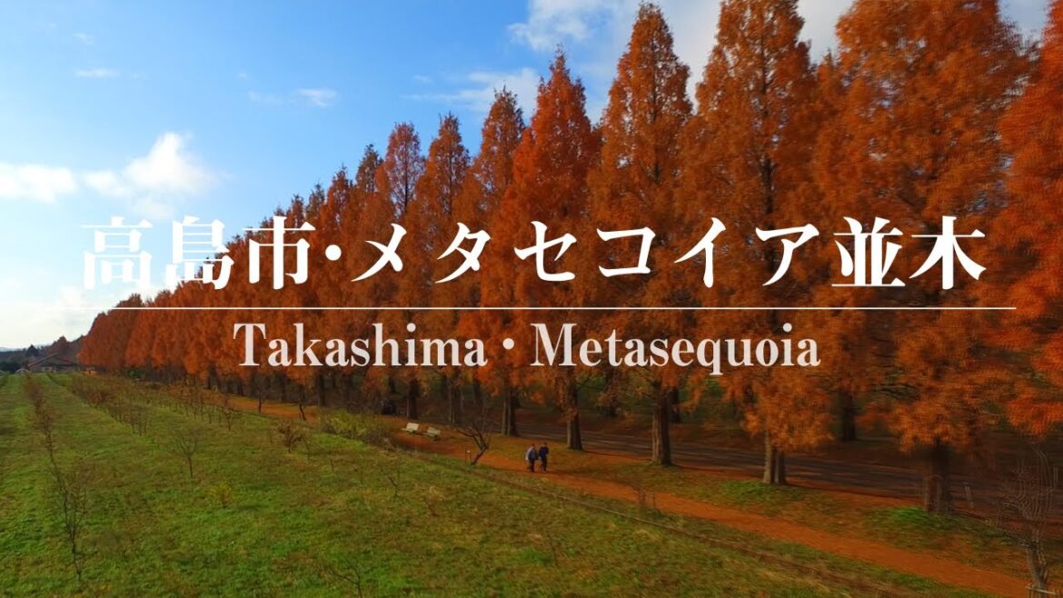 メタセコイア並木 ドローン空撮（滋賀県高島市） ムーブメント・ラボ３空泳の世界 4K DRONE Metasequoia