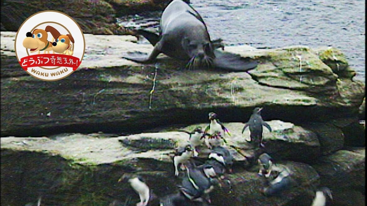 イワトビペンギンを海獣が襲う！父さんたち命がけの壮絶子育てを追った【どうぶつ奇想天外／WAKUWAKU】
