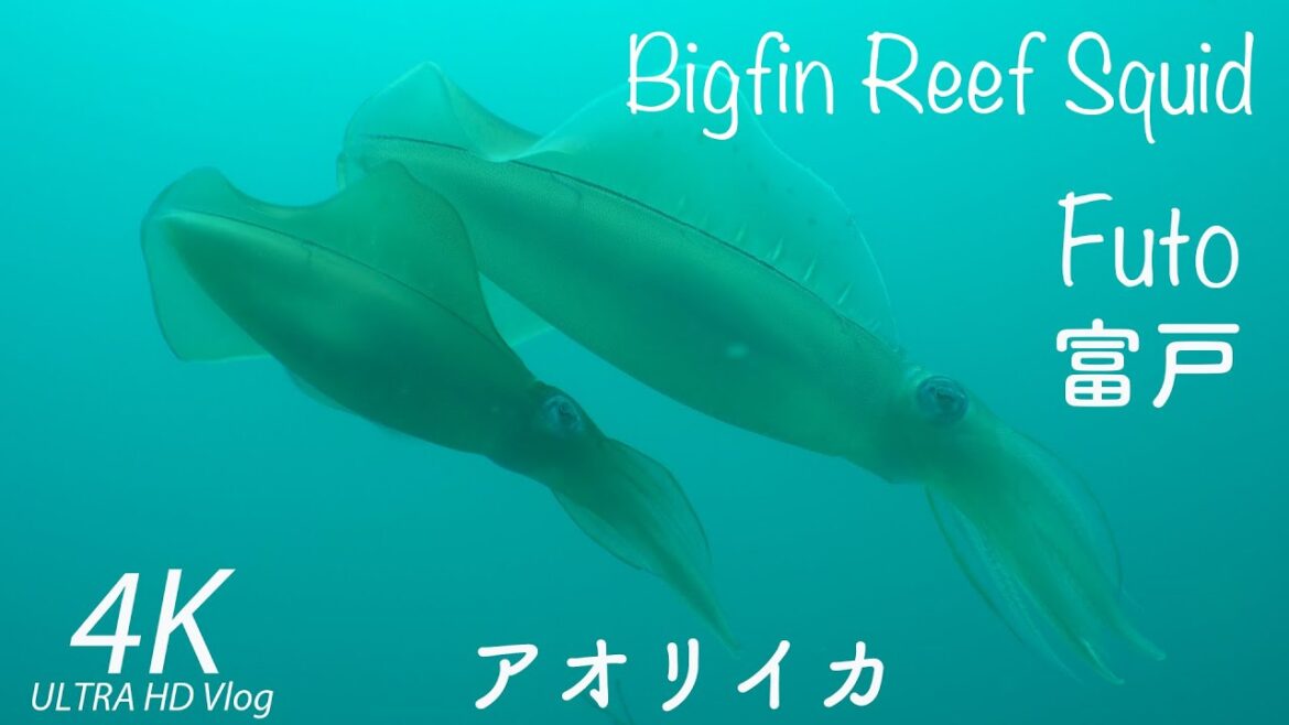 Bigfin Reef Squid, Futo（富戸のアオリイカ）
