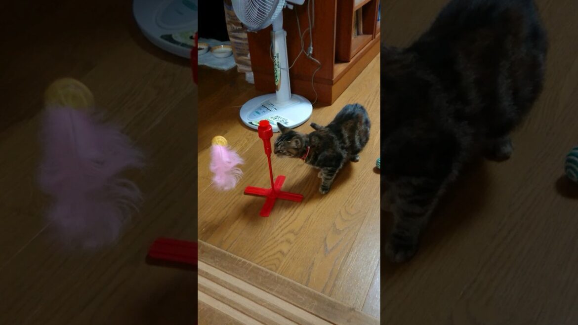 猫 マンチカン(トラコ) オモチャ遊び