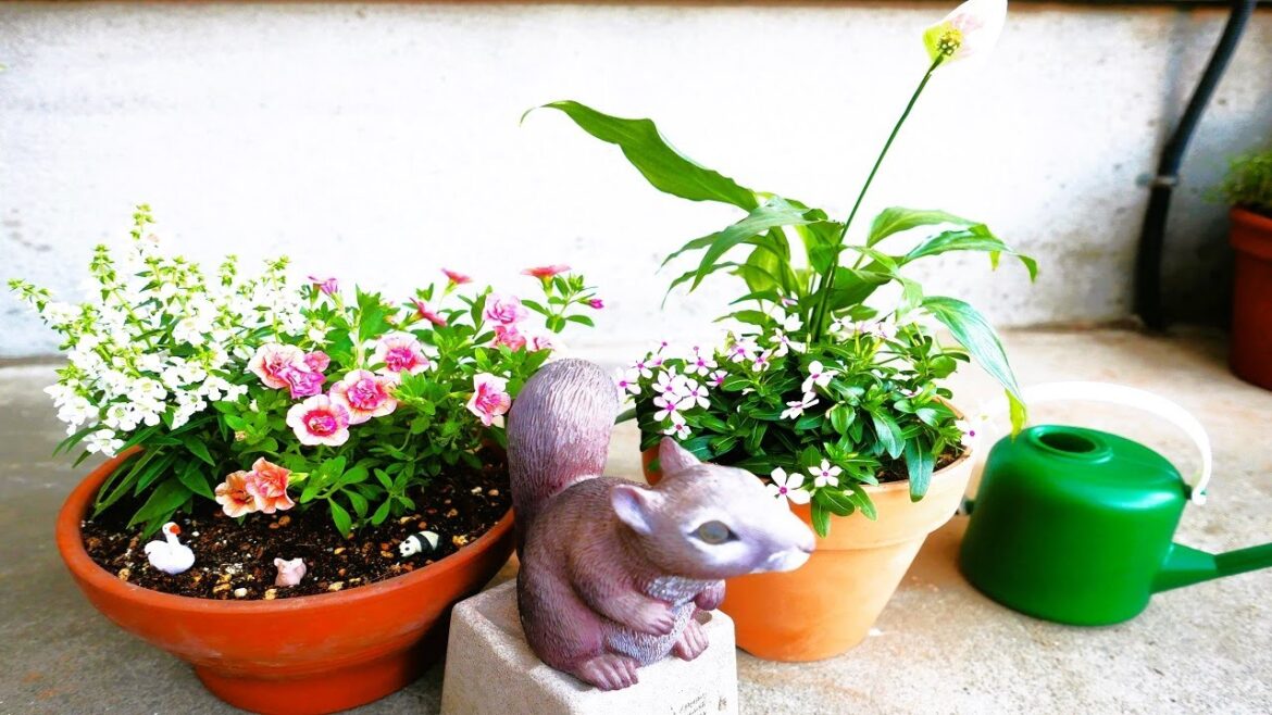 【スパティフィラム、フェアリースター寄せ植え】【園芸、ガーデニング、花、観葉植物】