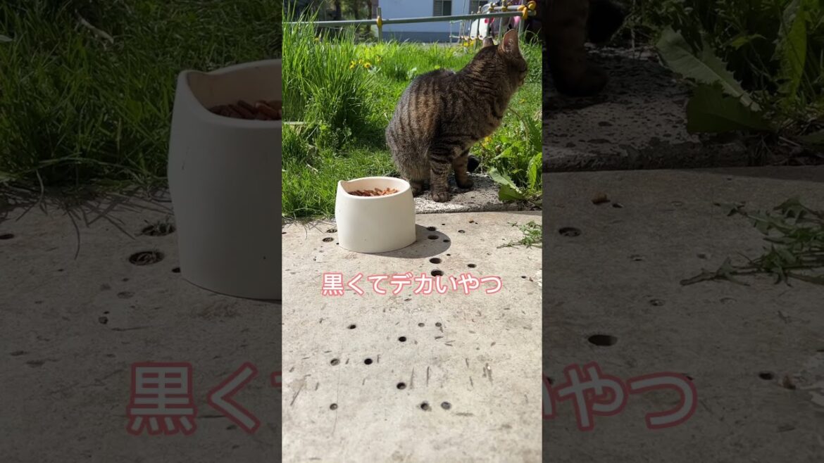 おはようトラコ、クロちゃん居ないの気になるよね？！
