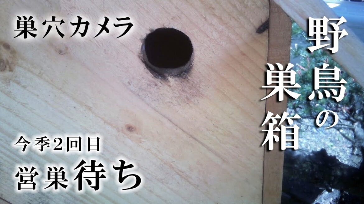 2023/06/19 野鳥の巣箱 巣穴カメラ シジュウカラ Bird Nest Box Live Camera
