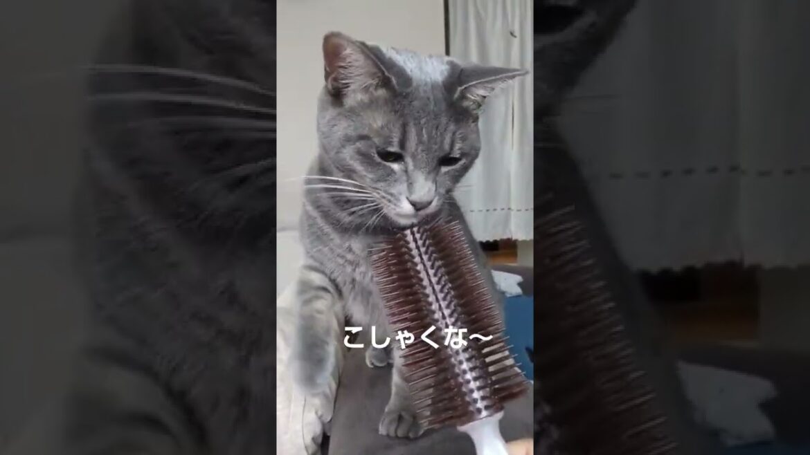 【ねこ】テンの宿敵#shorts🙀