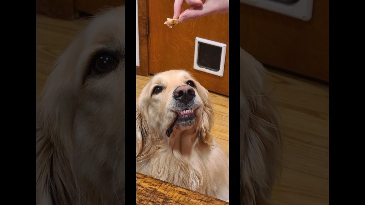 The way his lips catch on his teeth when he's expecting a snack...#viral #dog