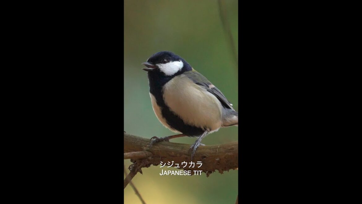 シジュウカラ Japanese tit
