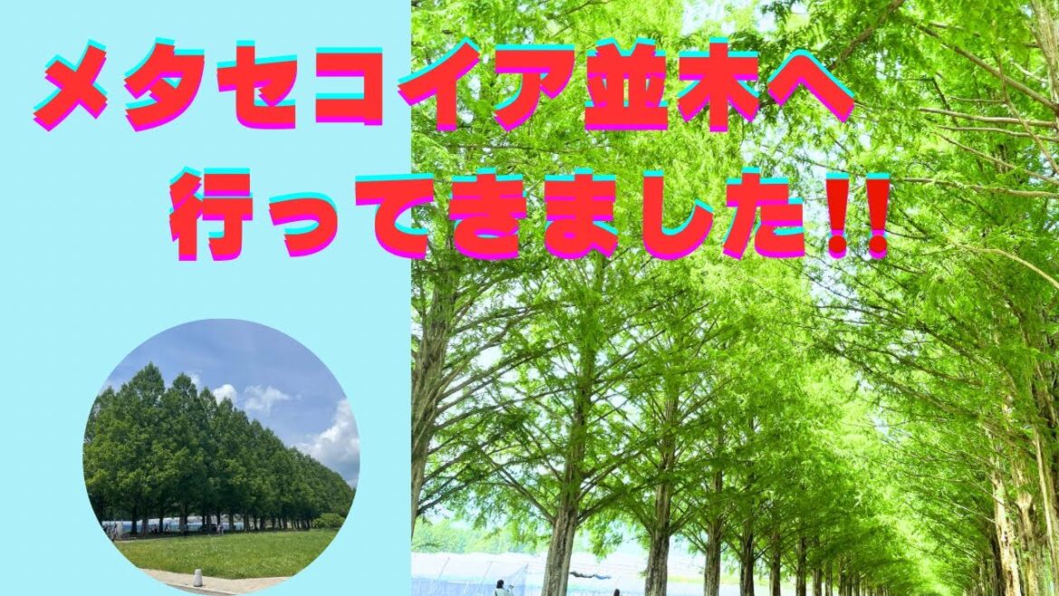 メタセコイア並木へ行ってきました‼️