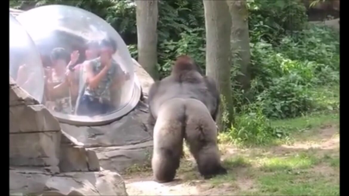 ゴリラを煽った結果...強化ガラス割られる