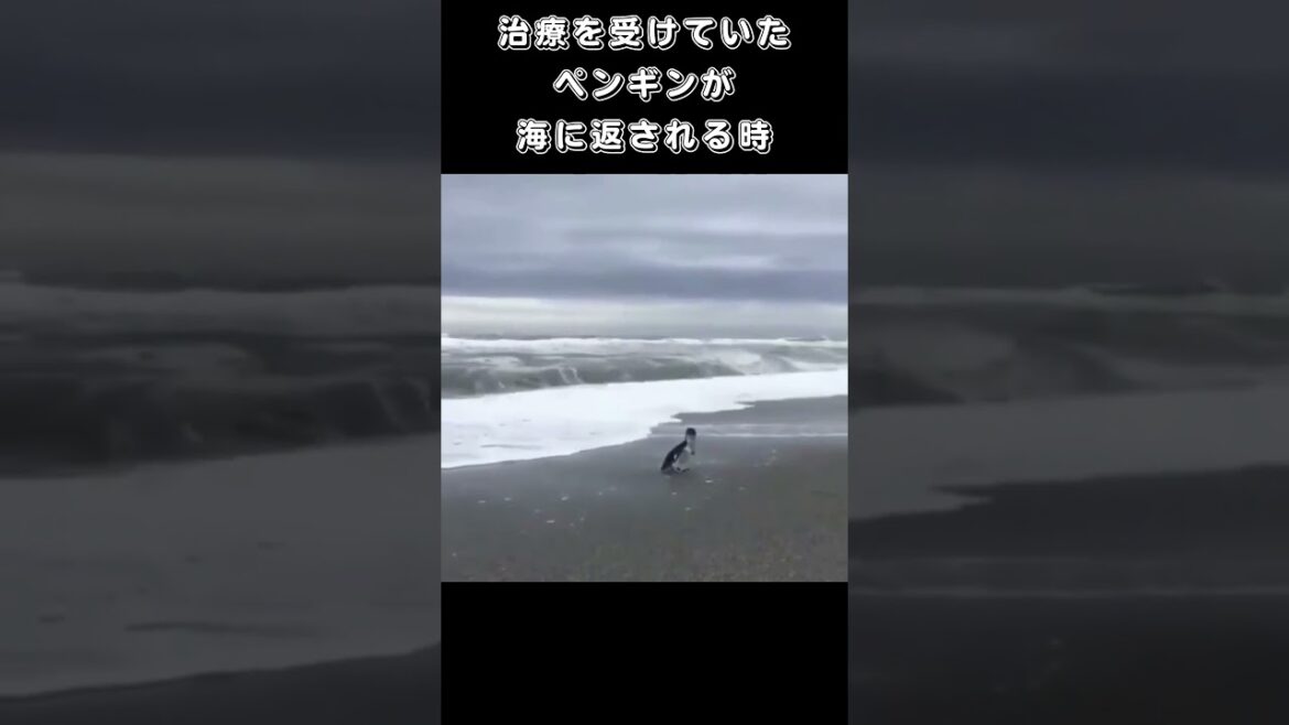 治療を受けていたペンギン、海に返される時に振り返る
