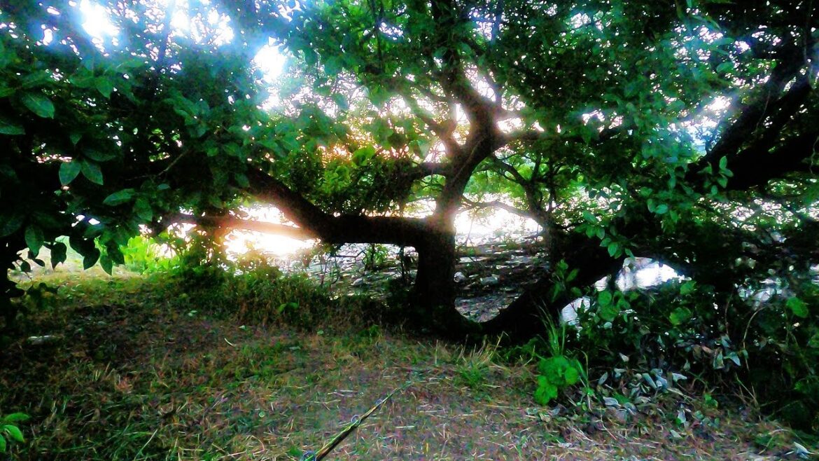 【元荒川バス釣り、水辺の木】結構好きな木のポイント！