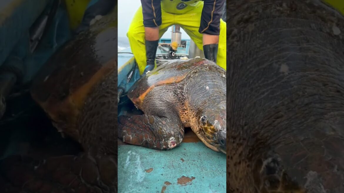 SENCHANと高橋くんで救出/#定置網漁 #漁師 #sea turtle