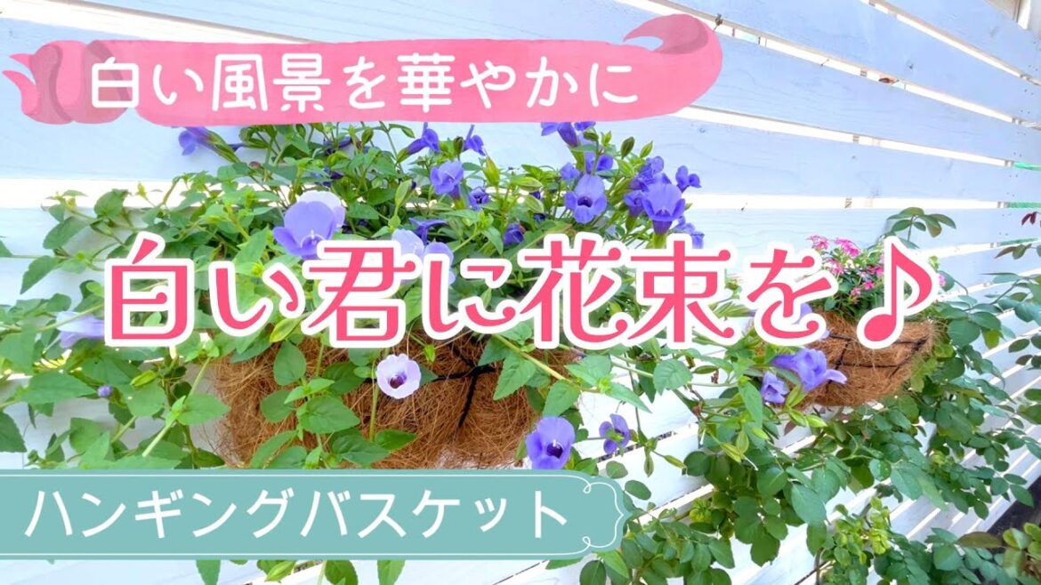 【ハンギングバスケット♪】日々草とトレニアで白いフェンスをおしゃれに演出！