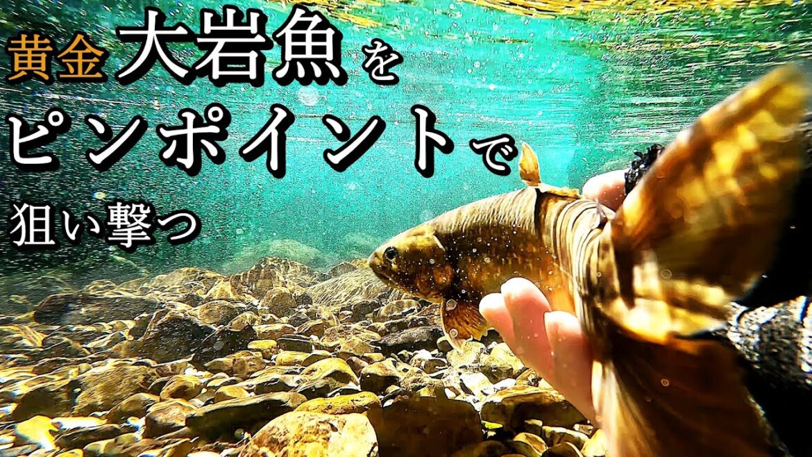 【渓流釣り】黄金の大イワナが潜む山奥渓流をピンポイントで釣る！