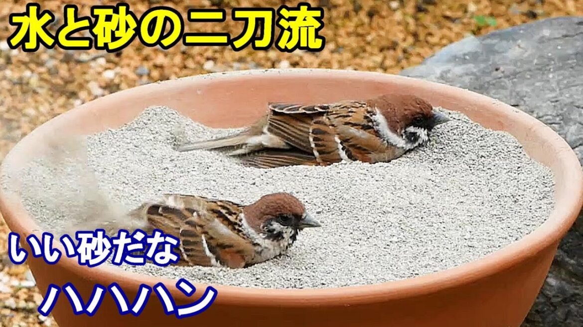 植木鉢でバードバス（野鳥の砂浴び場）春編～ヒヨドリ/シジュウカラ/スズメ