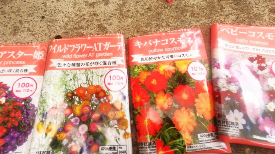 【ベビーコスモス、ジュエリーアスター姫、ワイルドフラワーATガーデン、キバナコスモス、その他の種まいた】庭、花、ガーデニング、園芸