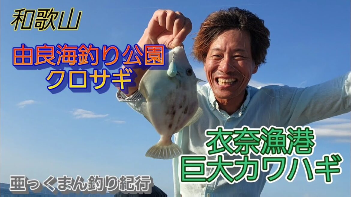 【和歌山胴付き仕掛け五目釣り】由良海釣り公園でクロサギ　衣奈漁港で巨大カワハギ