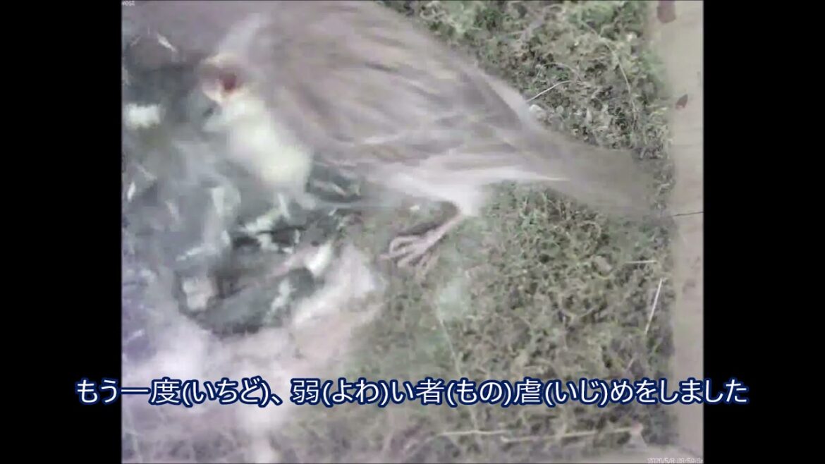 シジュウカラの巣箱527 2020 0508孵化14日目雛死亡 3 スズメが侵入