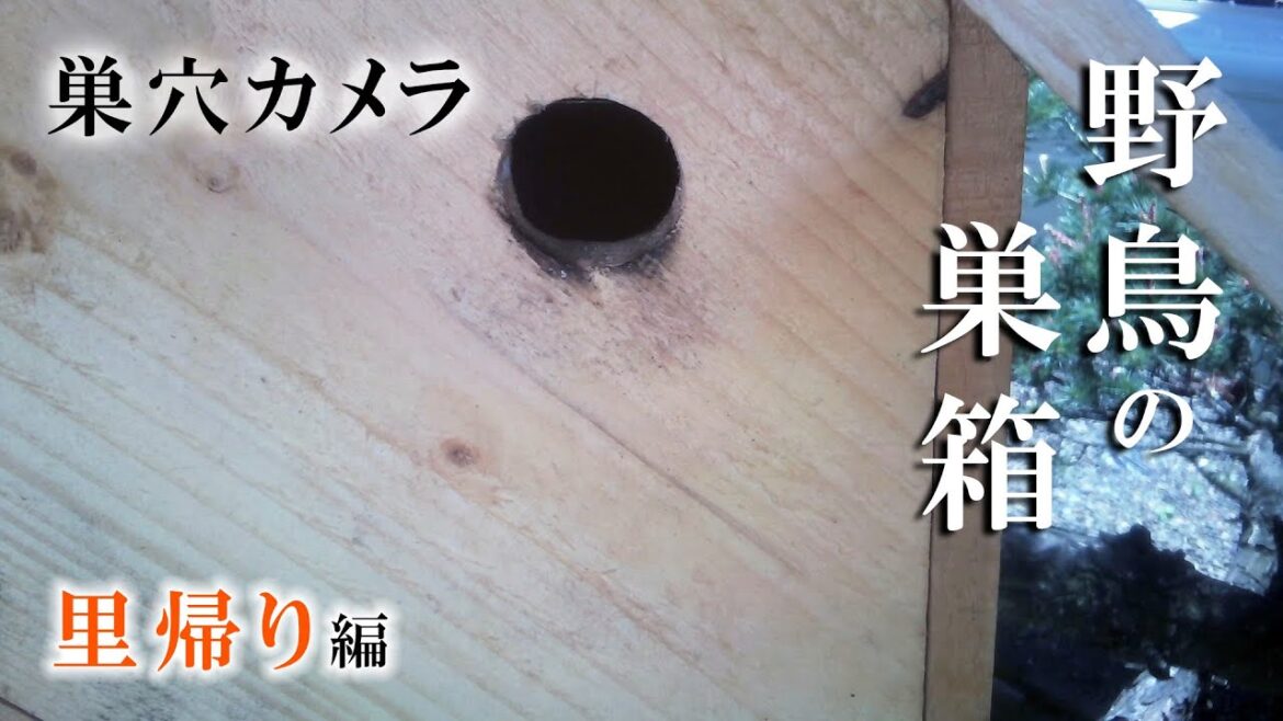 【お盆特別企画】 2023/08/12 野鳥の巣箱 巣穴カメラ シジュウカラ Bird Nest Box Live Camera