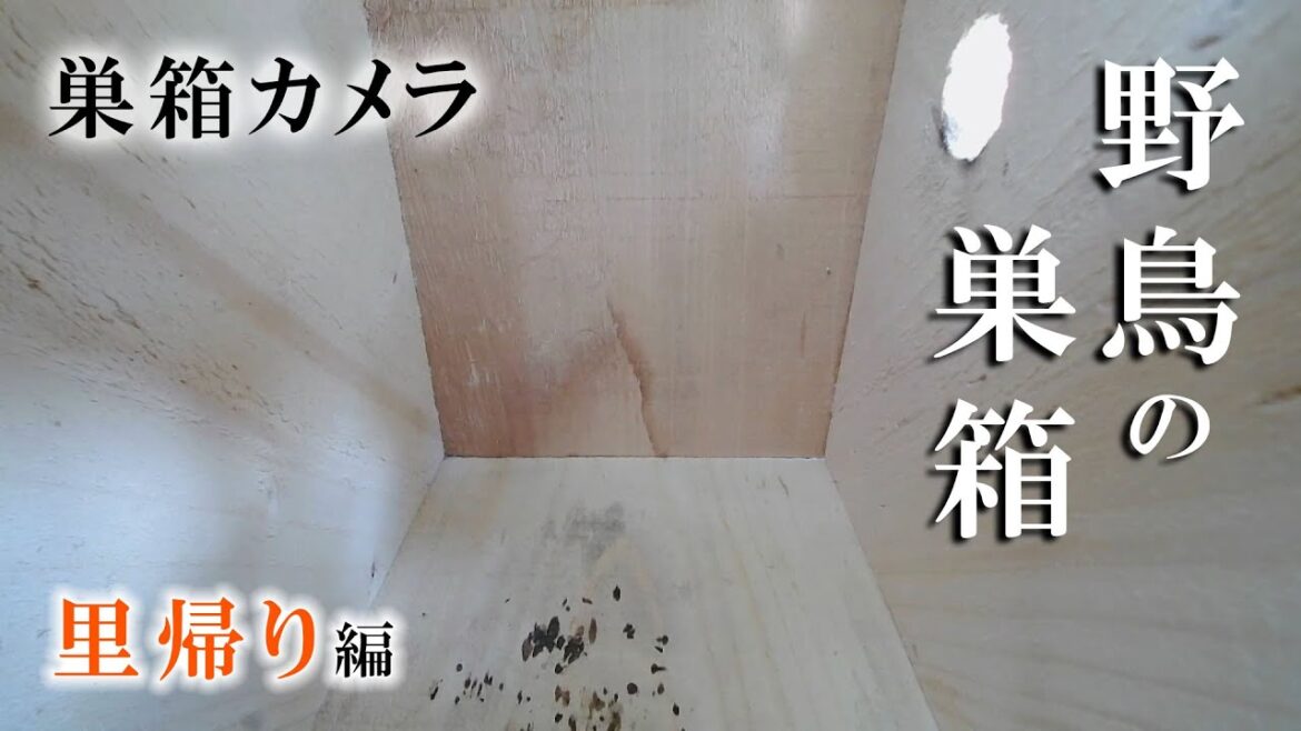 【お盆特別企画】  2023/08/14 野鳥の巣箱 巣箱カメラ シジュウカラ Bird Nest Box Live Camera
