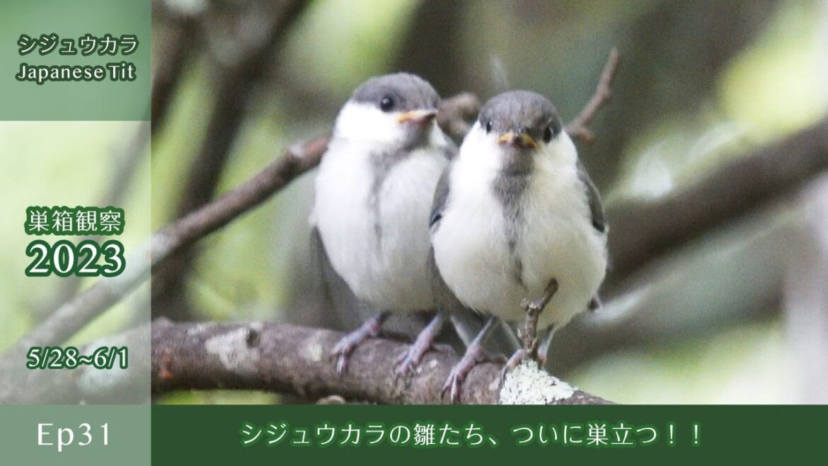 【巣箱観察2023 ep31】シジュウカラの雛たち、ついに巣立つ!!(2023/05/28-06/01) 【巣箱観察2023 ep31】シジュウカラの雛たち、ついに巣立つ!!(2023/05/28-06/01)